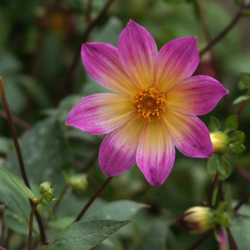 Dahlia Sunshine - BIO | Natural Bulbs EU